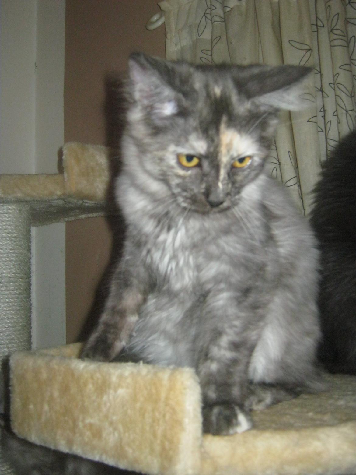 Maine Coon Ebony billede 15