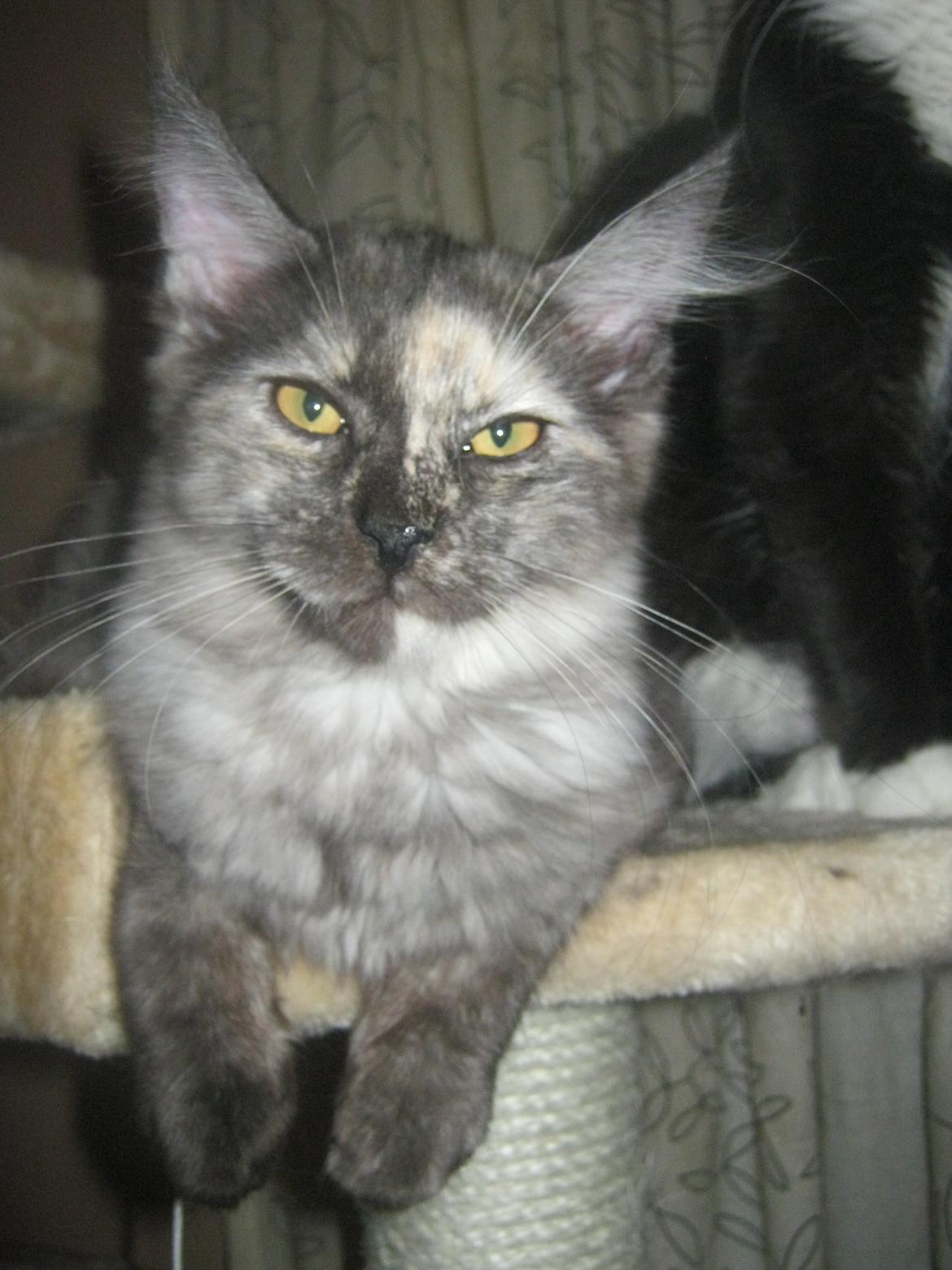 Maine Coon Ebony billede 16