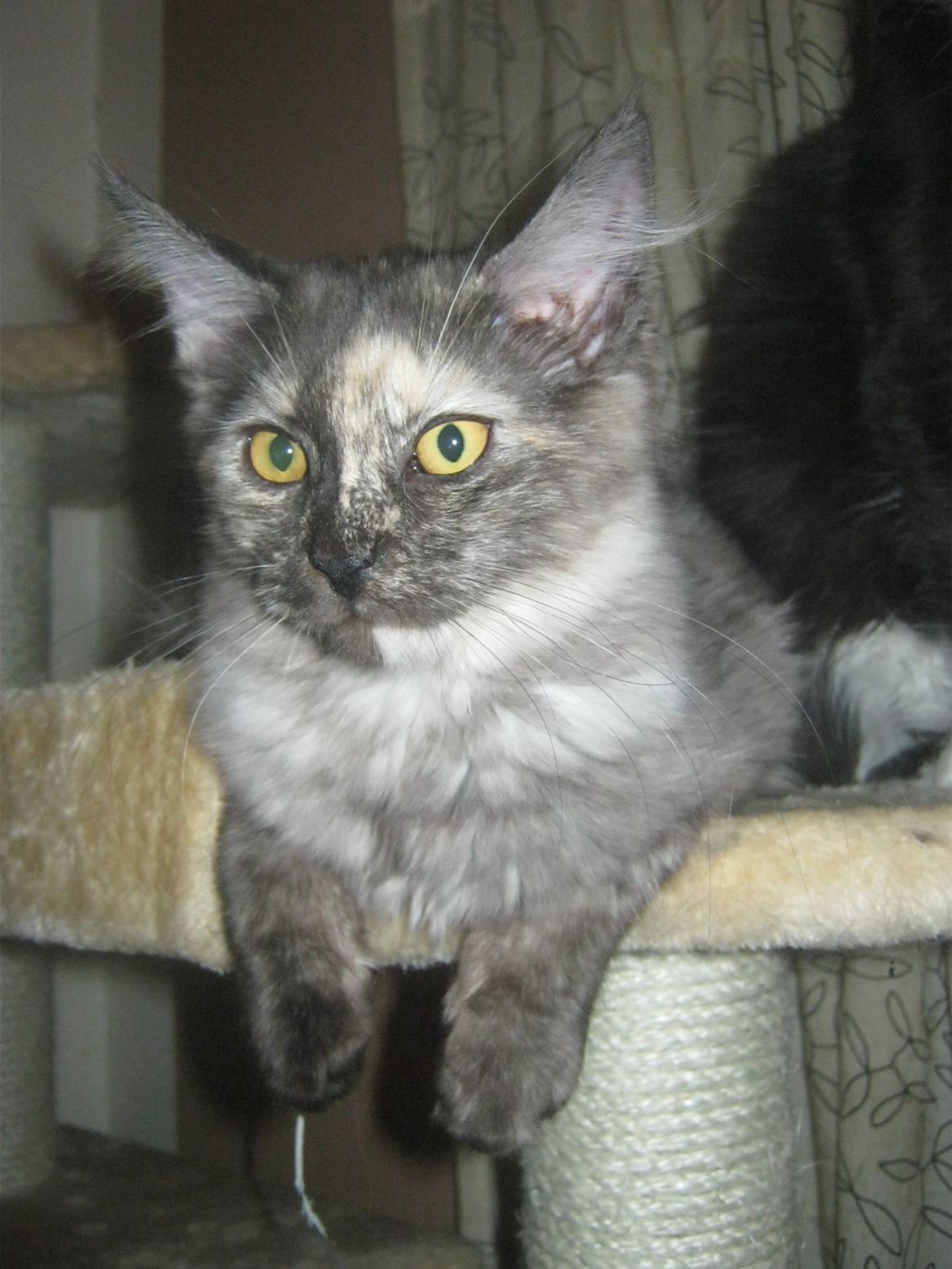 Maine Coon Ebony billede 17