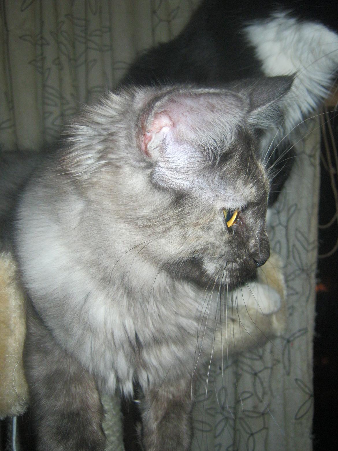 Maine Coon Ebony billede 18