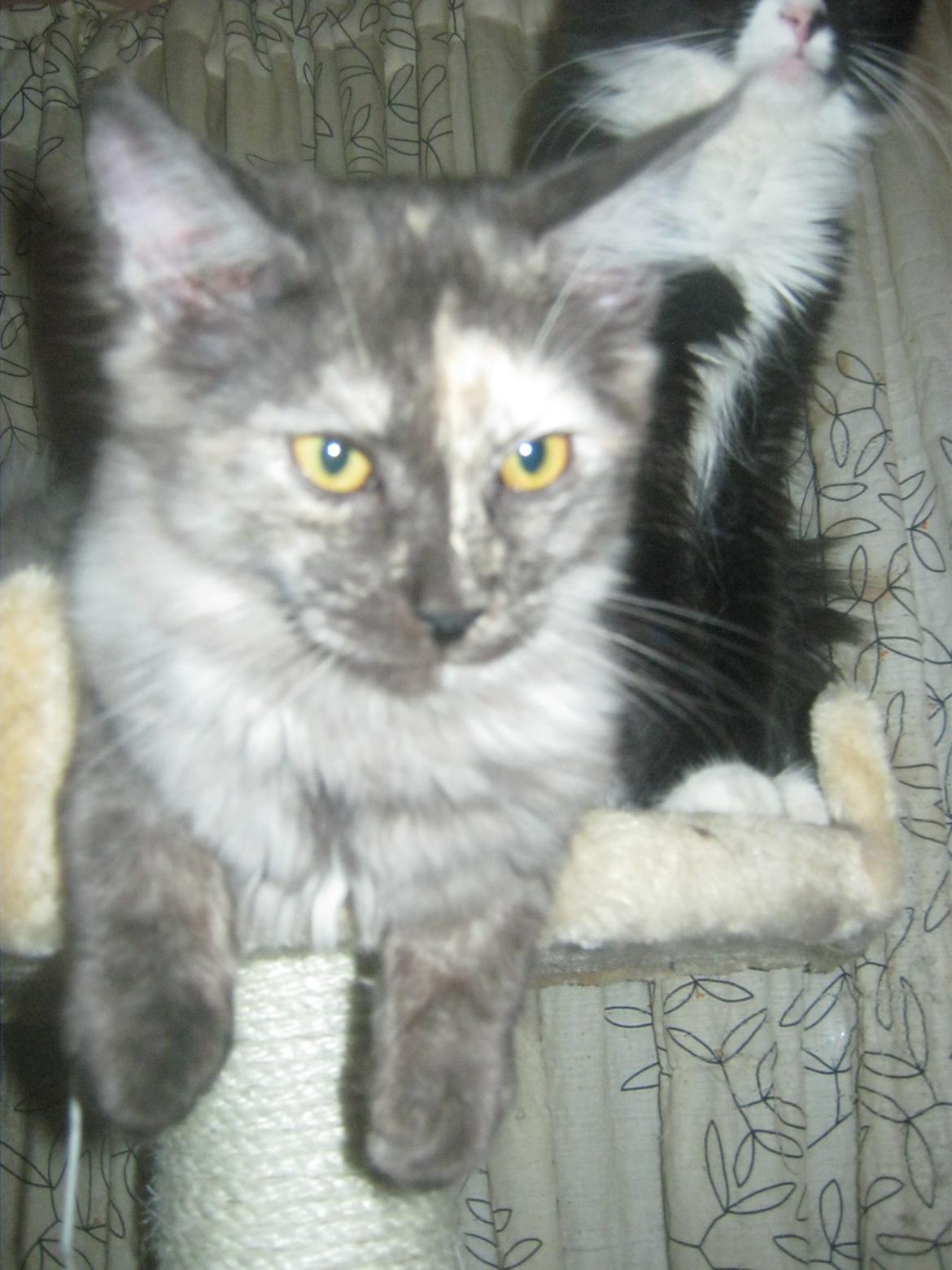 Maine Coon Ebony billede 19