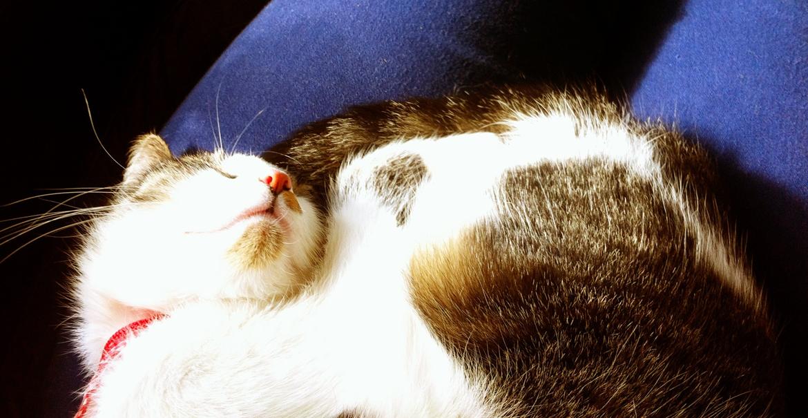 Huskat Maja billede 7