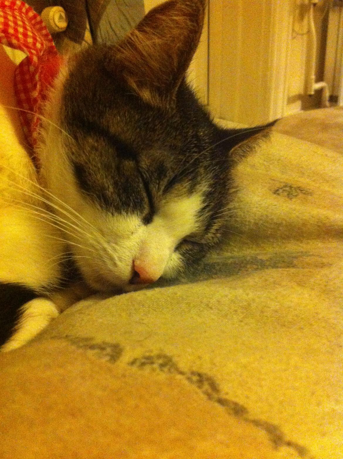 Huskat Maja billede 8