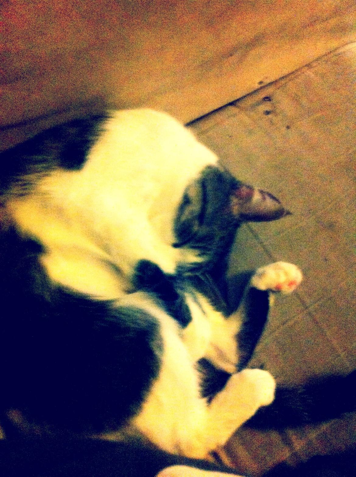 Huskat Maja billede 9