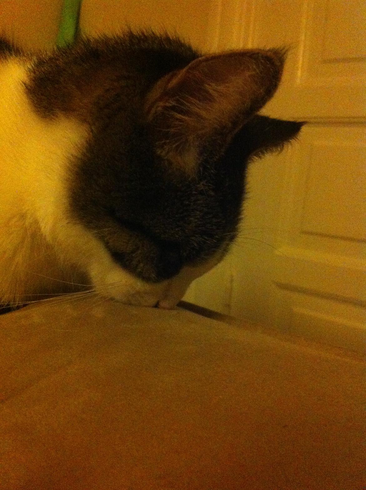 Huskat Maja - Med snuden i sofaen :p  billede 10