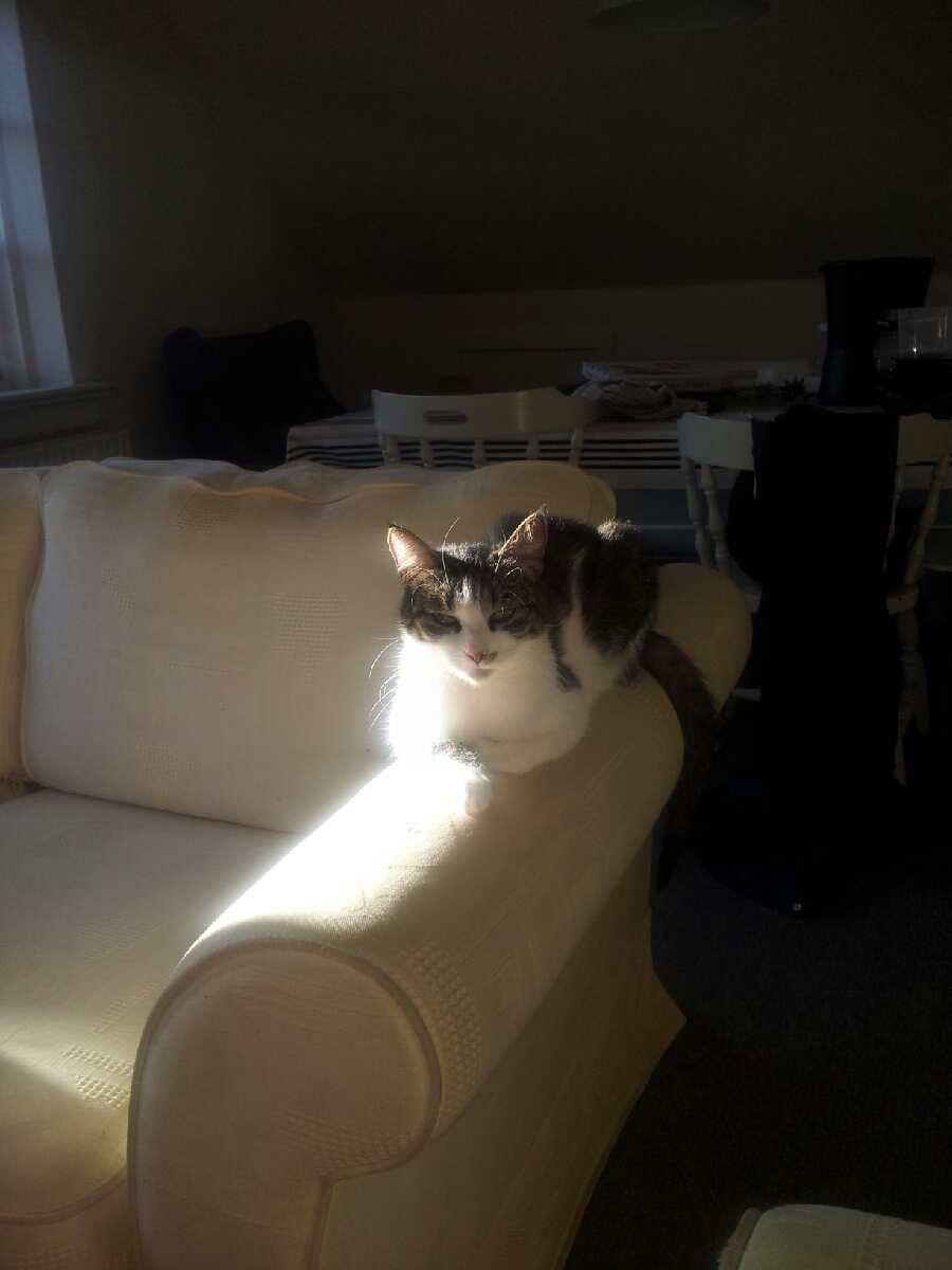 Huskat Maja - Jeg elsker at ligge i solen, og selvom jeg er meget doven, så rykker jeg mig gerne for at ligge i solen så meget som overhovedet muligt billede 11