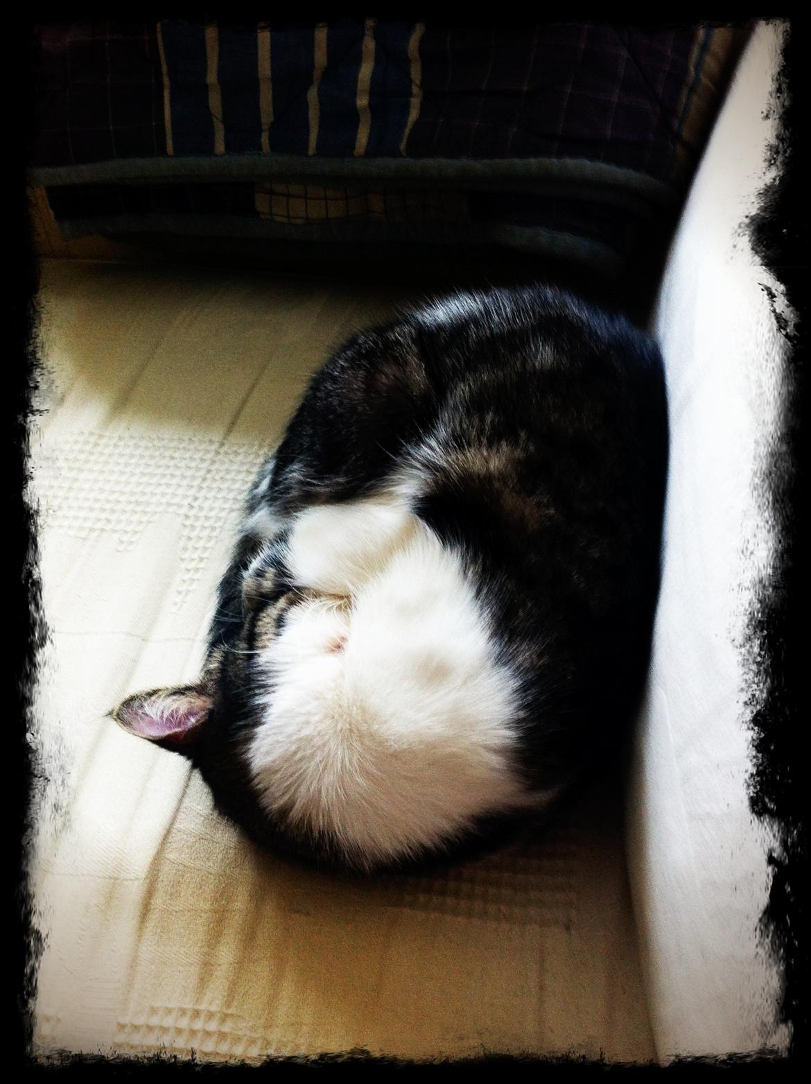 Huskat Maja billede 12