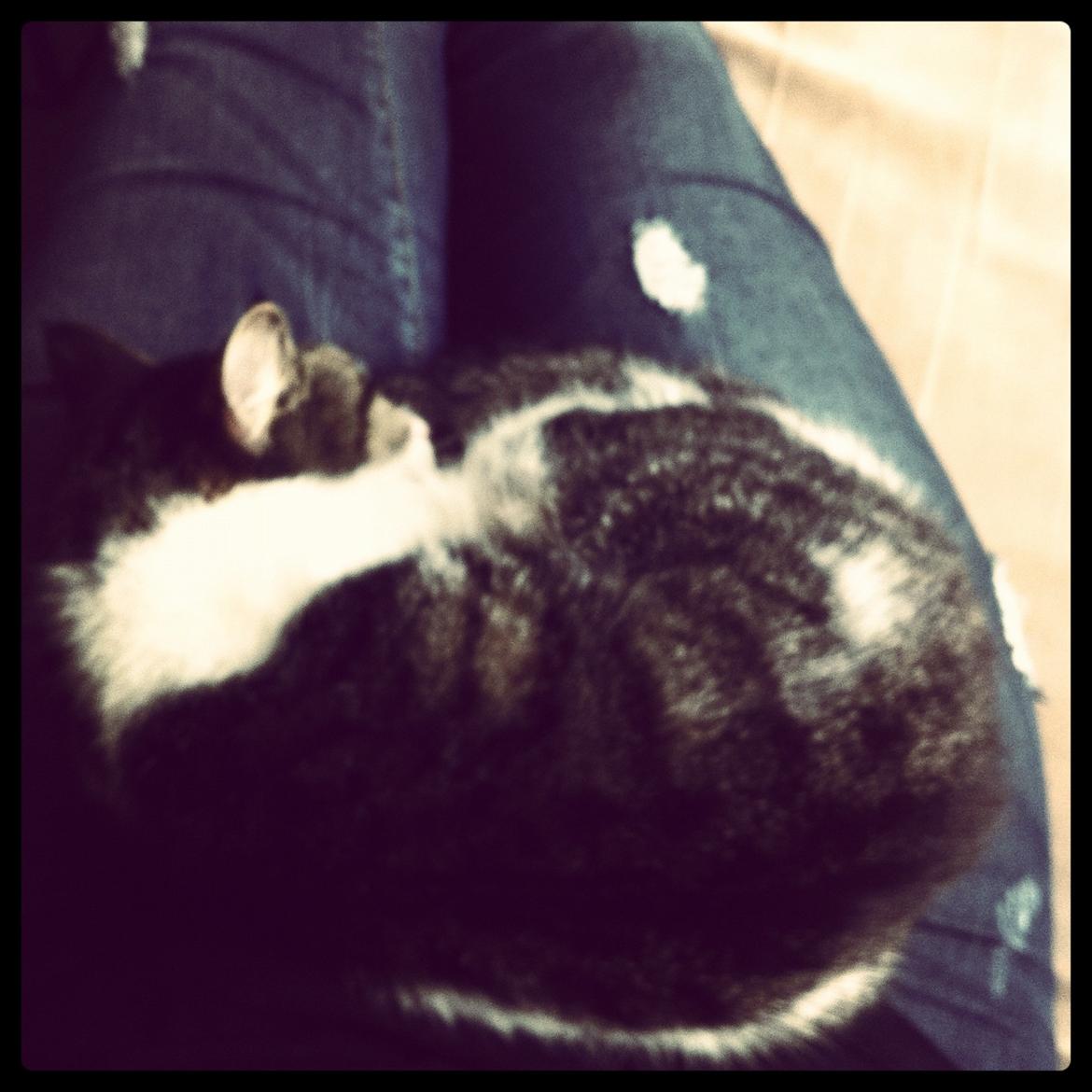 Huskat Maja billede 13