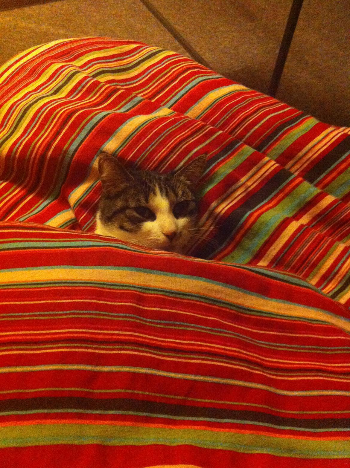 Huskat Maja - Jeg elsker at putte under mors dyne :)  billede 14