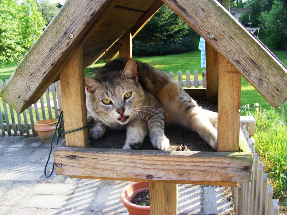 Huskat Wiska - Wiska i fuglehuset ;)
smart.. billede 1