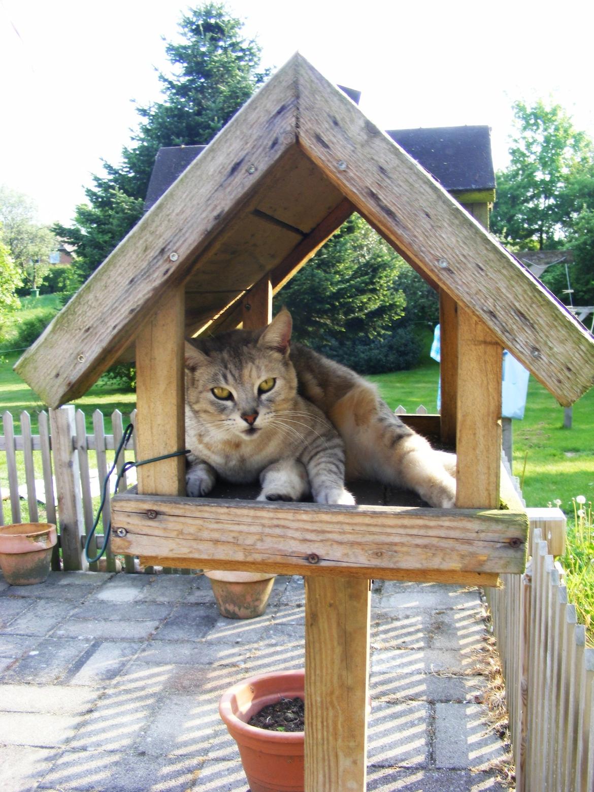 Huskat Wiska billede 2