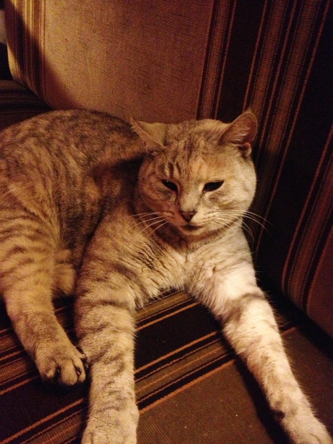 Huskat Wiska - Ligger godt i den gamle sofa! billede 3