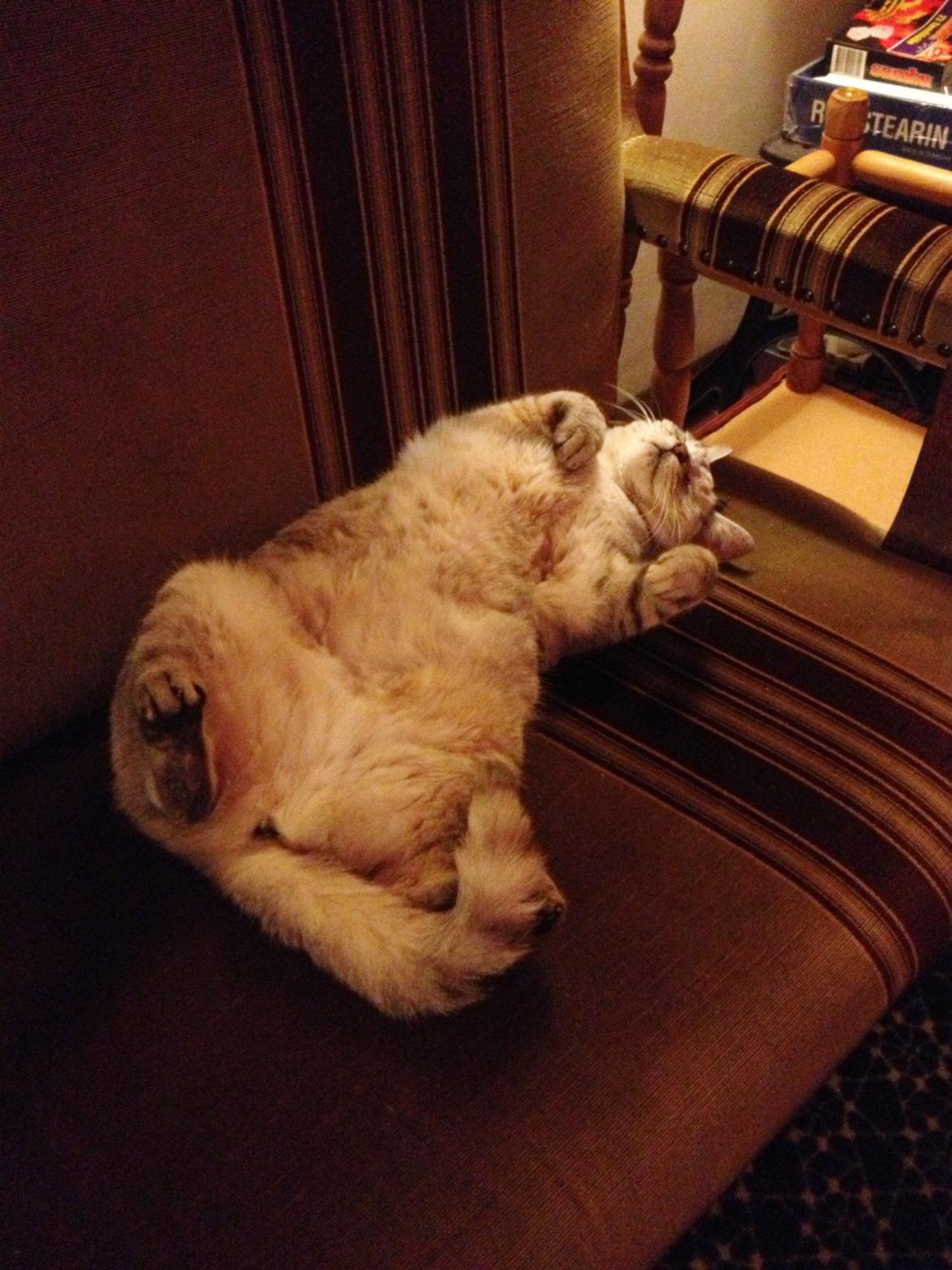 Huskat Wiska - Og så hygger man sig..  billede 4