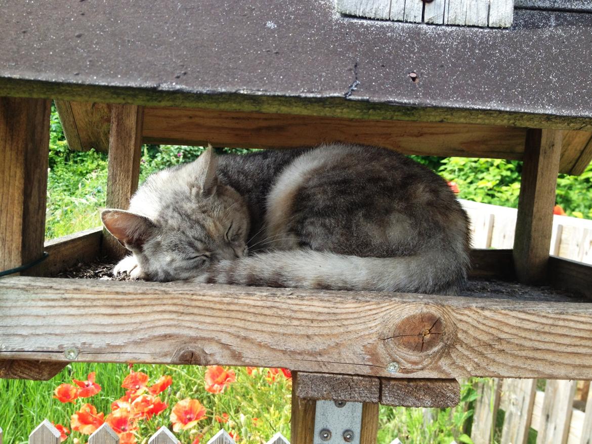 Huskat Wiska - Fuglehuset er yndlings stedet om sommeren :-) billede 5