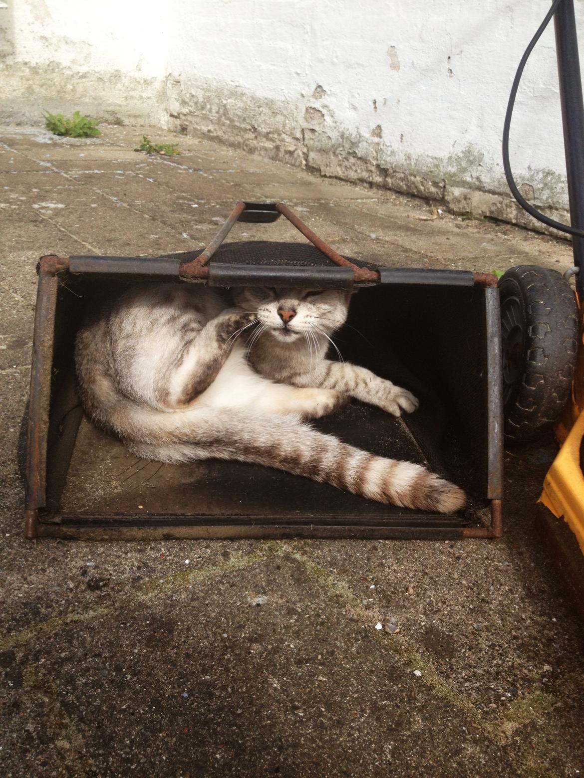 Huskat Wiska - Så ligger man da lige i opsamleren fra græsslåmaskinen? :-D billede 6