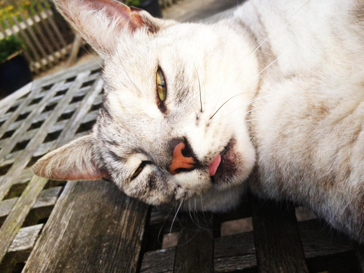 Huskat Wiska - Årh, søde smukke Wiska! billede 7