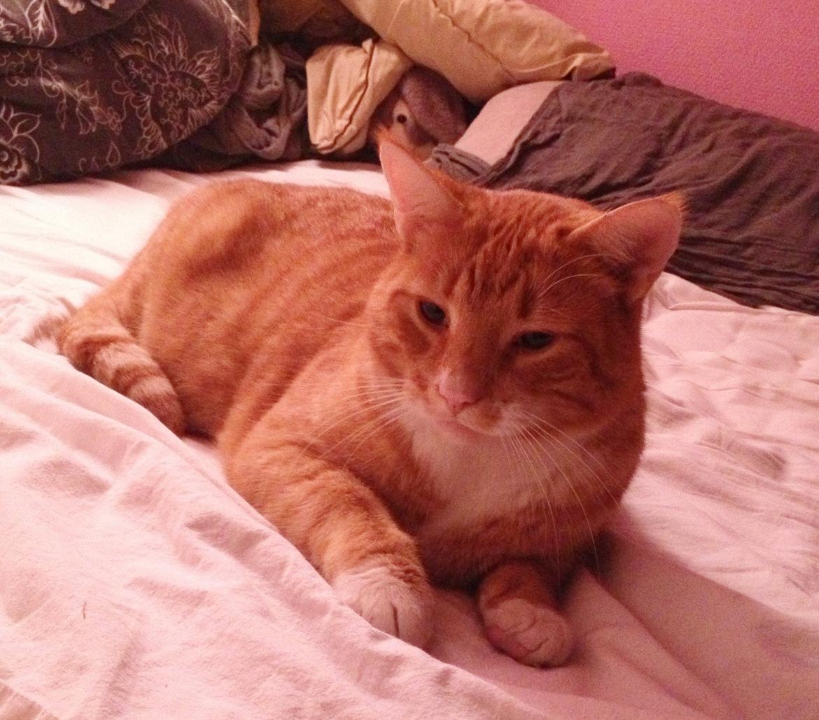 Huskat Garfield - Hygger i min seng..  billede 1