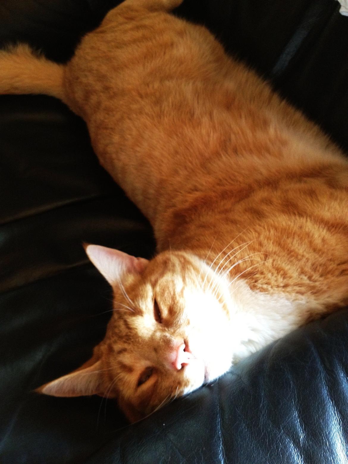 Huskat Garfield - Ligger i ''sin'' stol  billede 2