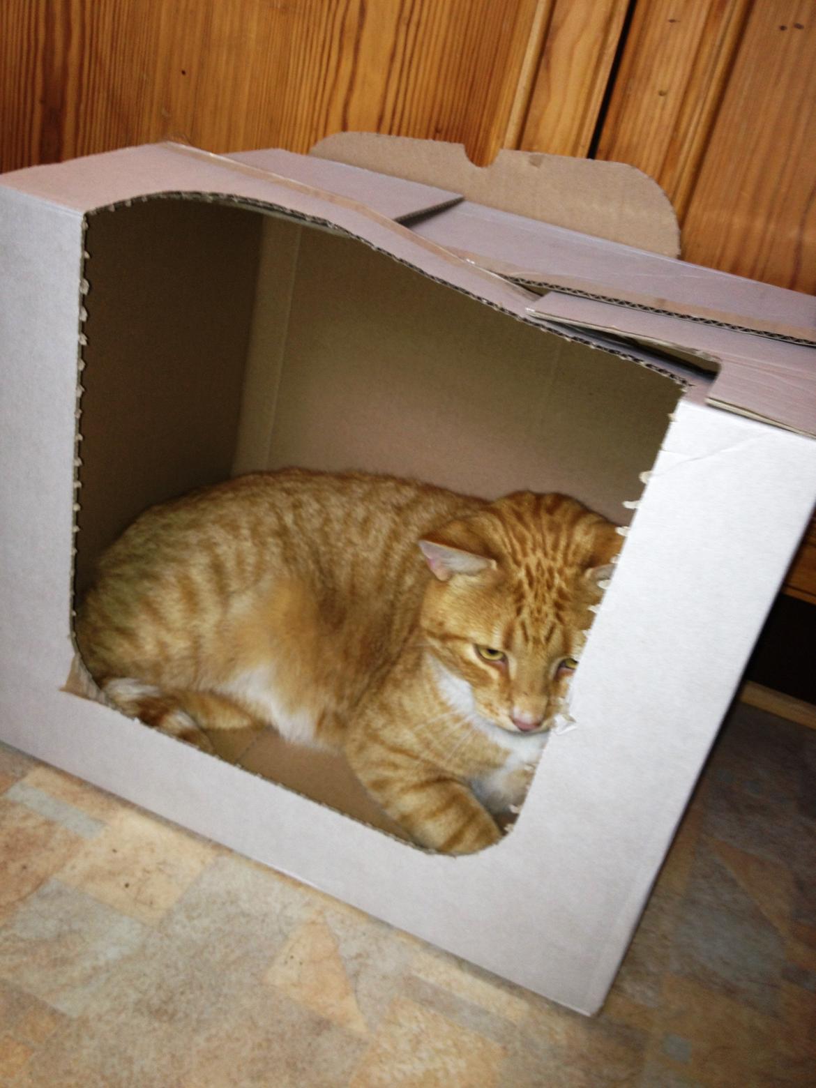 Huskat Garfield - Synes at en kasse er en god seng.. billede 3