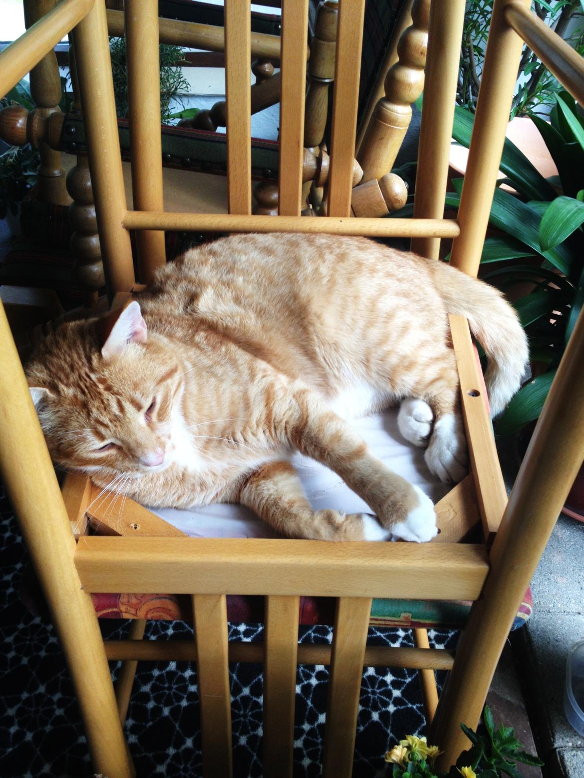 Huskat Garfield - Hmm, lidt for stor til denne stol?? billede 4