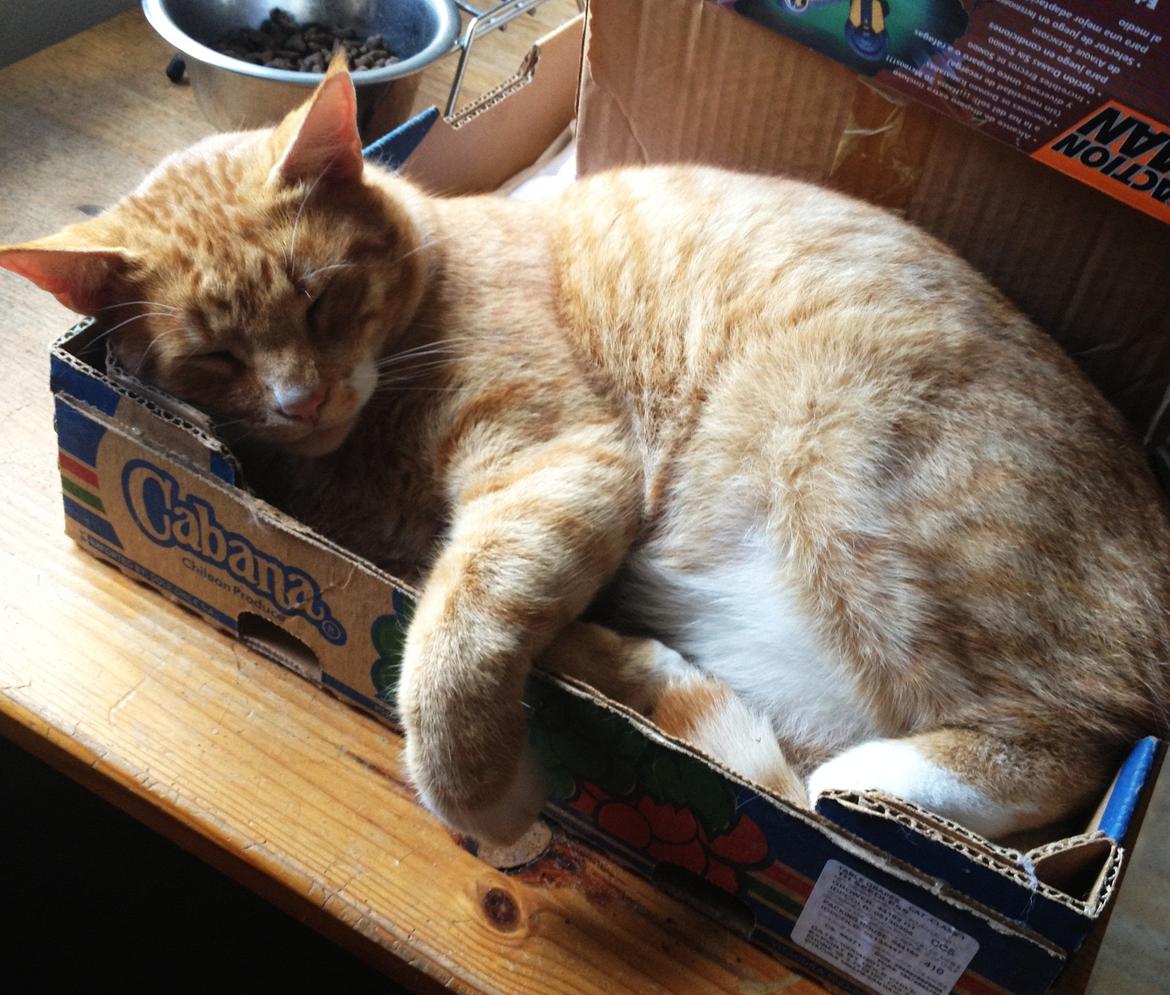 Huskat Garfield - Skøre kat :-) billede 5