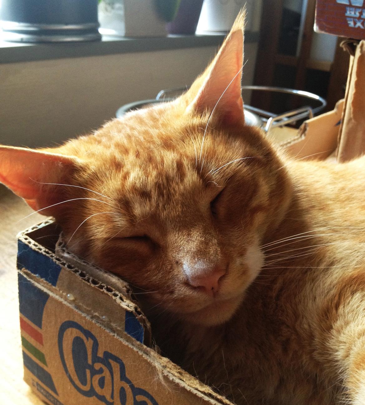 Huskat Garfield billede 6