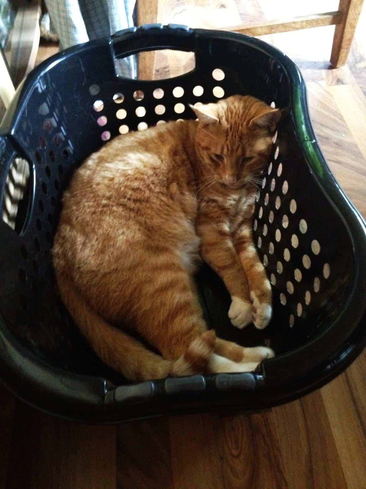 Huskat Garfield - Snupper da også en lur i vasketøjskurven..  billede 7