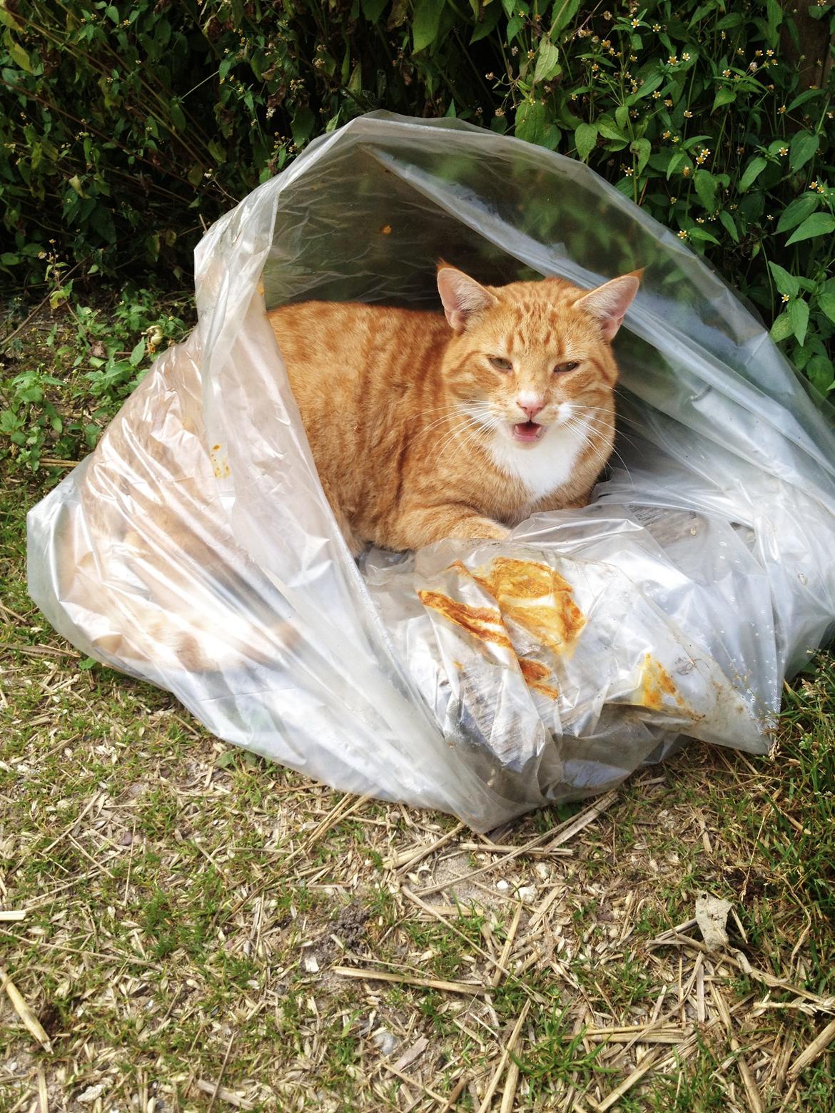 Huskat Garfield - Og i en pose?? Meget mærkelig kat.. :-D billede 8