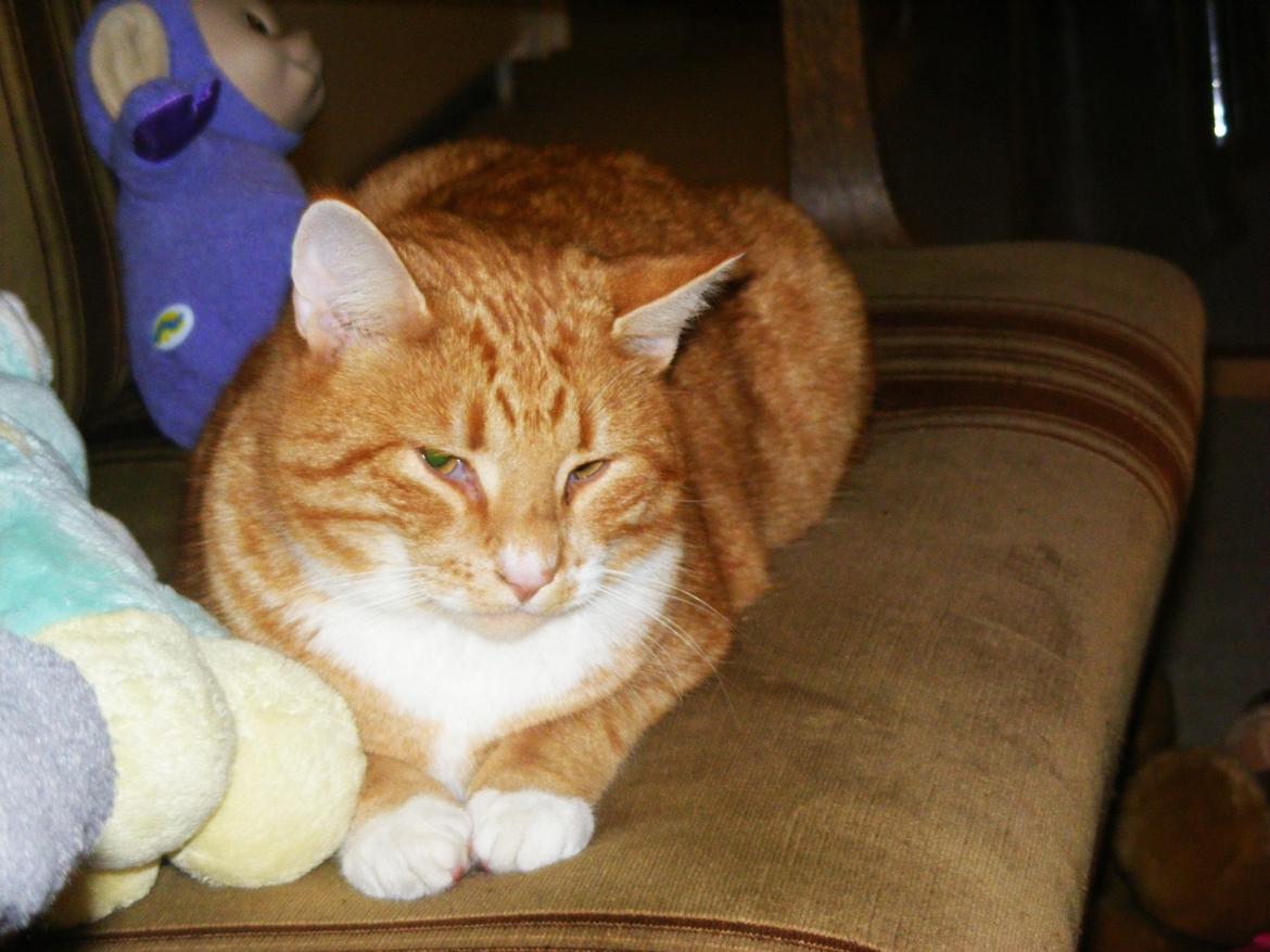 Huskat Garfield billede 9