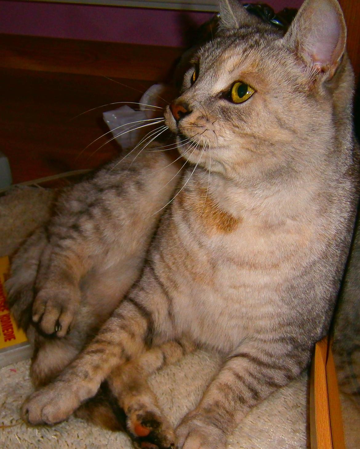 Huskat Wiska billede 8