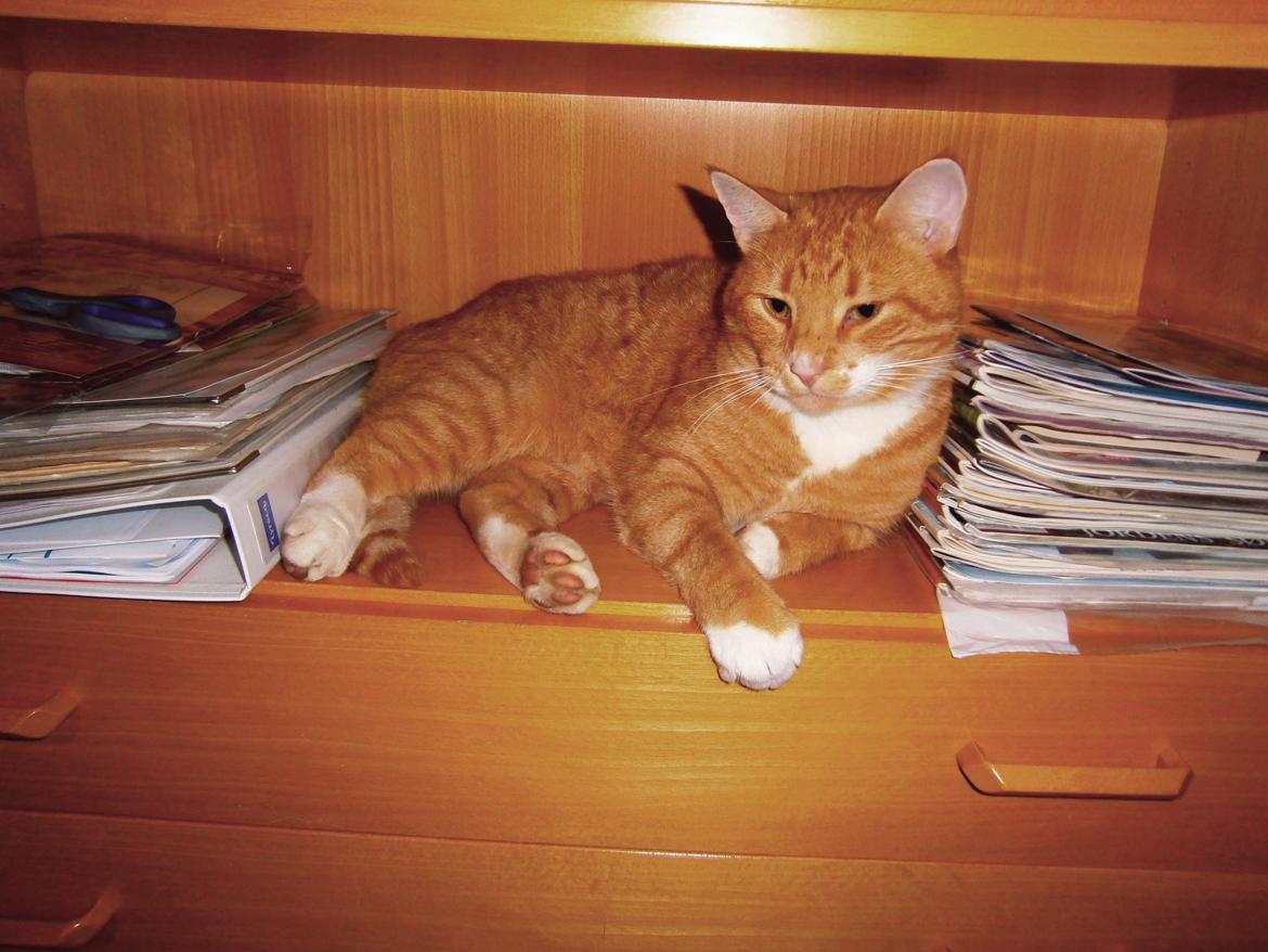 Huskat Garfield - Reolen er da også et godt sove sted... billede 10