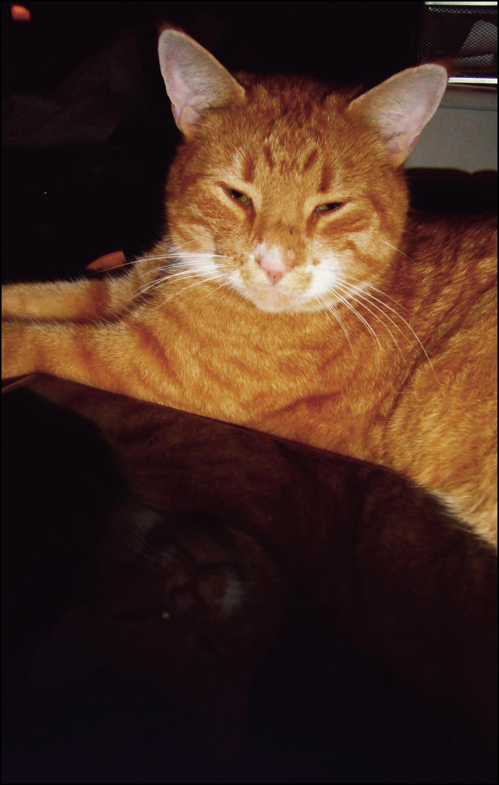 Huskat Garfield billede 11