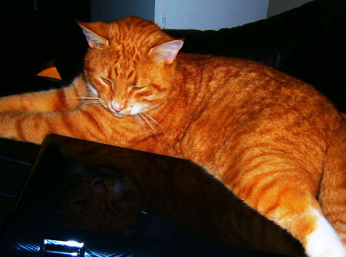 Huskat Garfield billede 12