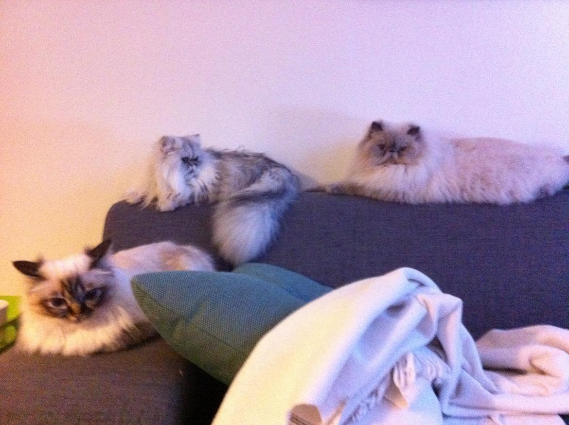 Colorpoint DK White Secret Ya-Hoo billede 6