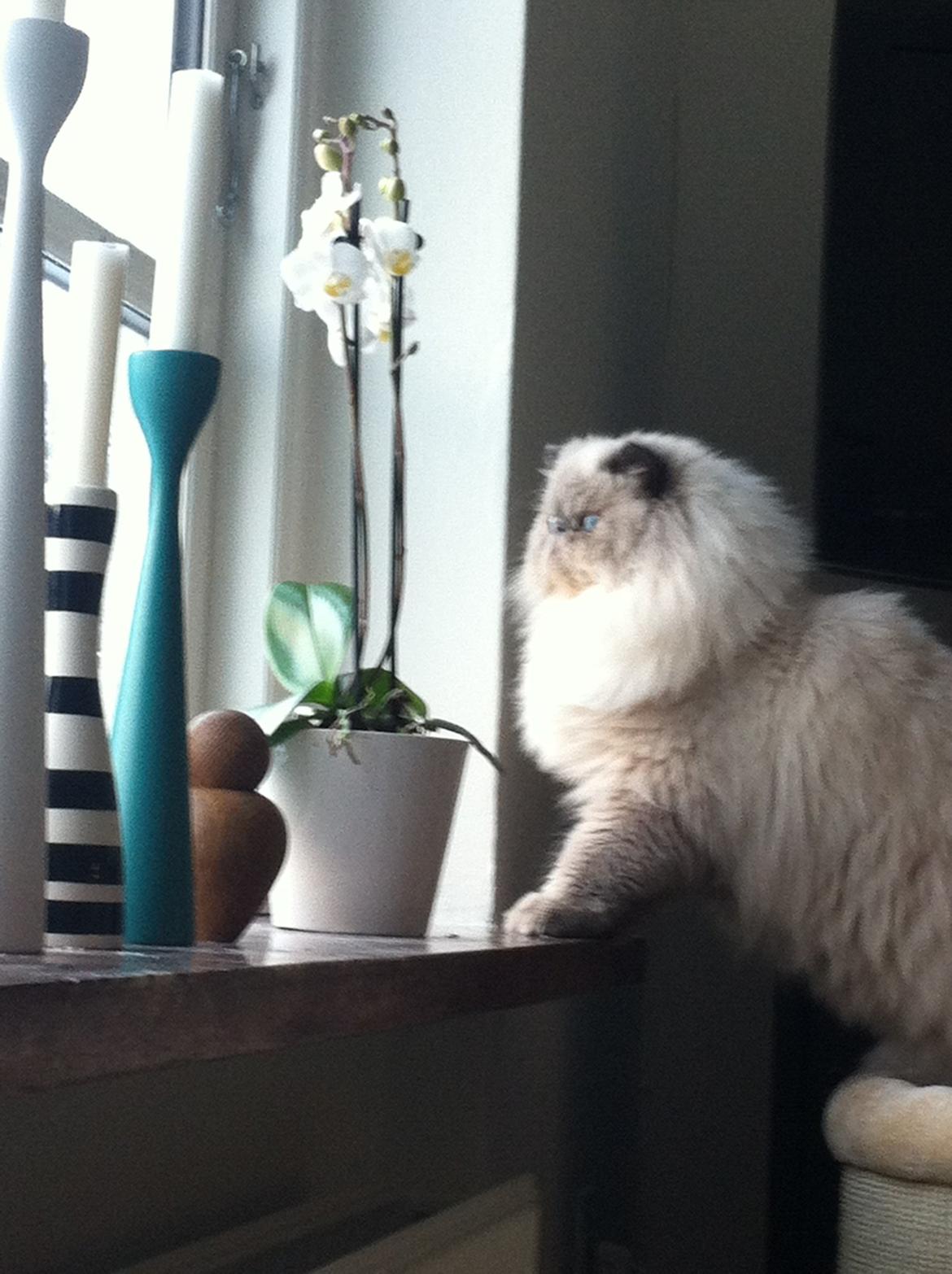 Colorpoint DK White Secret Ya-Hoo billede 8