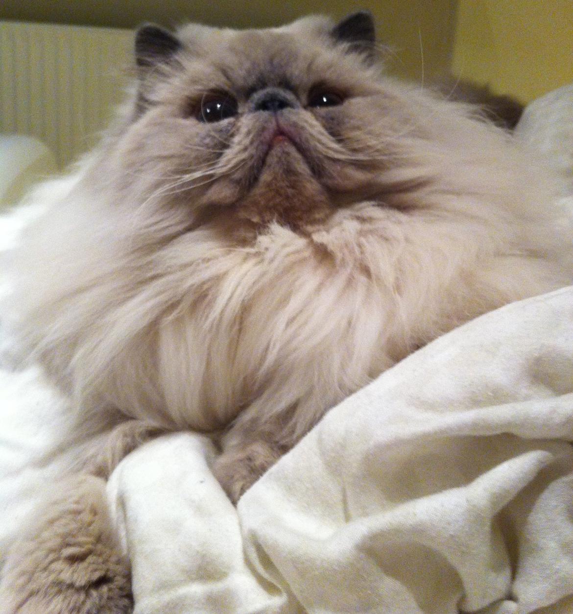 Colorpoint DK White Secret Ya-Hoo - Første dag hos os :) billede 4