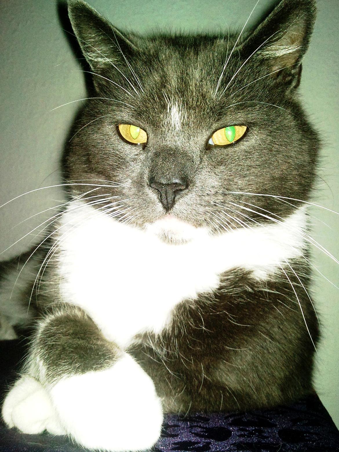 Blanding af racer Sir Bamelot billede 10