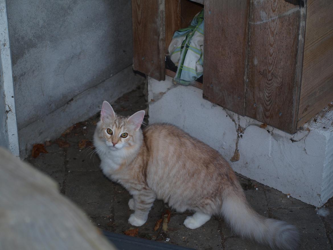 Norsk Skovkat Chrisycats Ipanema billede 4