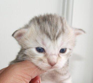 Norsk Skovkat Chrisycats Ipanema billede 5