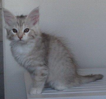 Norsk Skovkat Chrisycats Ipanema billede 6