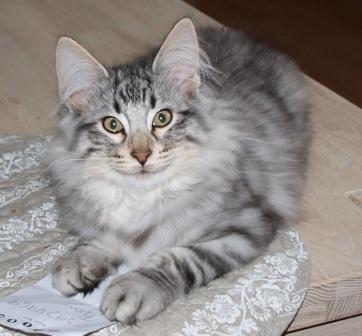 Norsk Skovkat N*Skaugumåsens Tigergutt billede 1