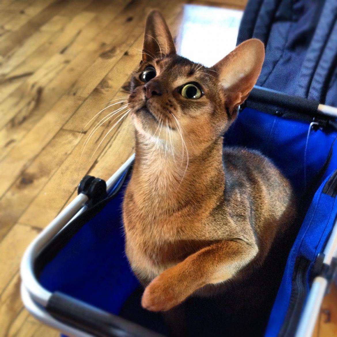 Abyssinier Orpheus billede 1