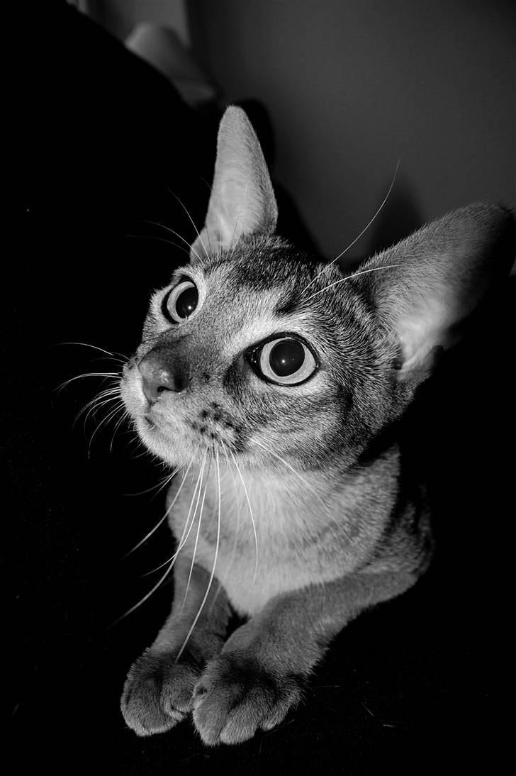 Abyssinier Orpheus billede 18