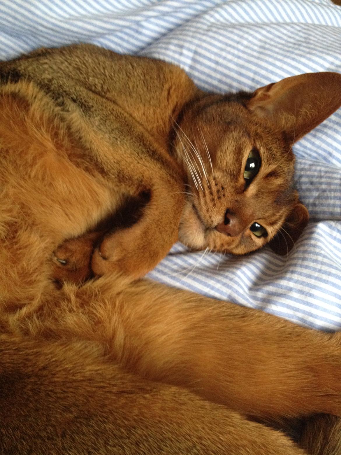 Abyssinier Orpheus billede 6