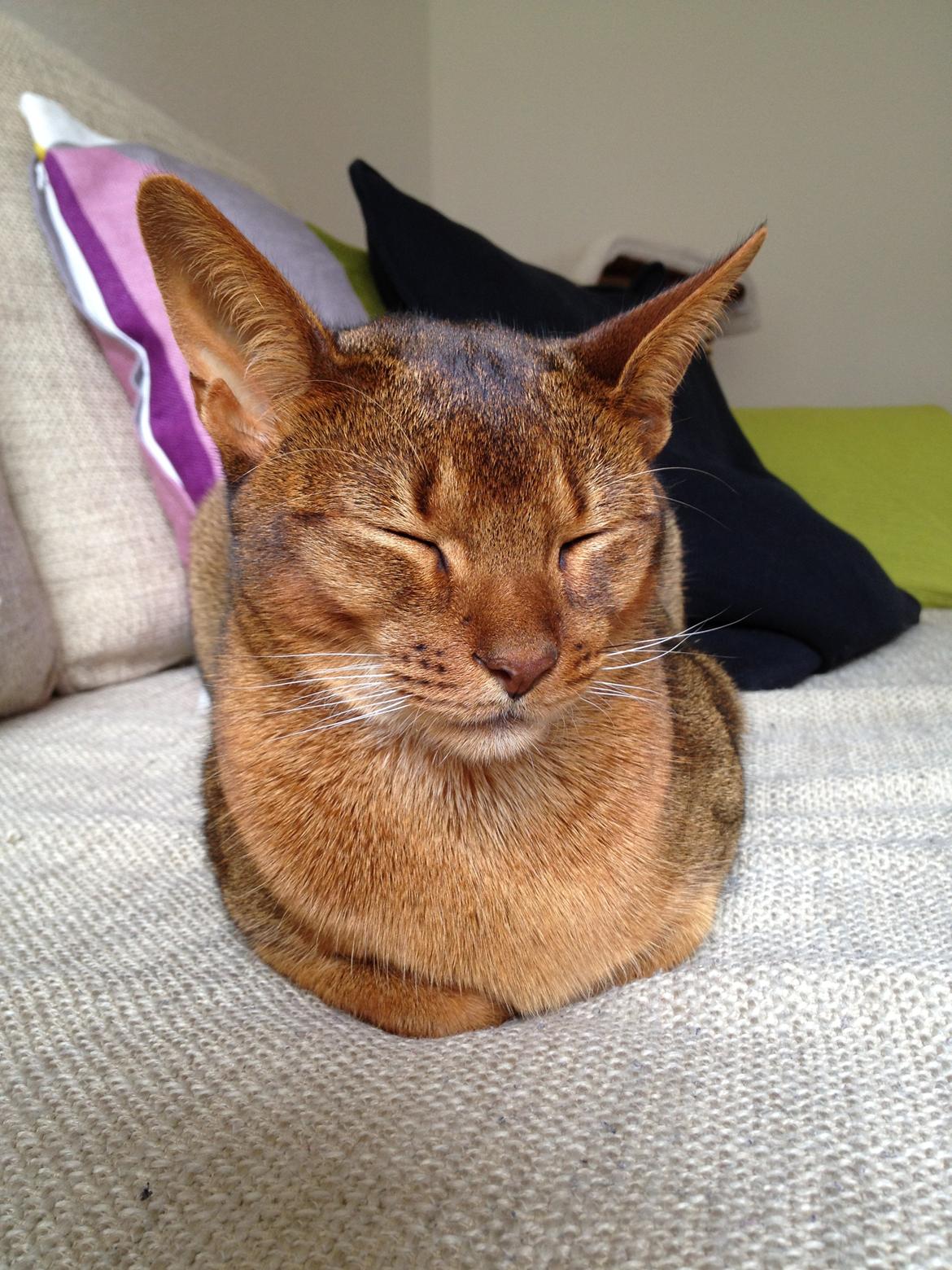 Abyssinier Orpheus billede 2