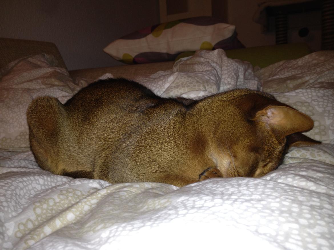 Abyssinier Orpheus - Sådan kan man også sove... billede 3