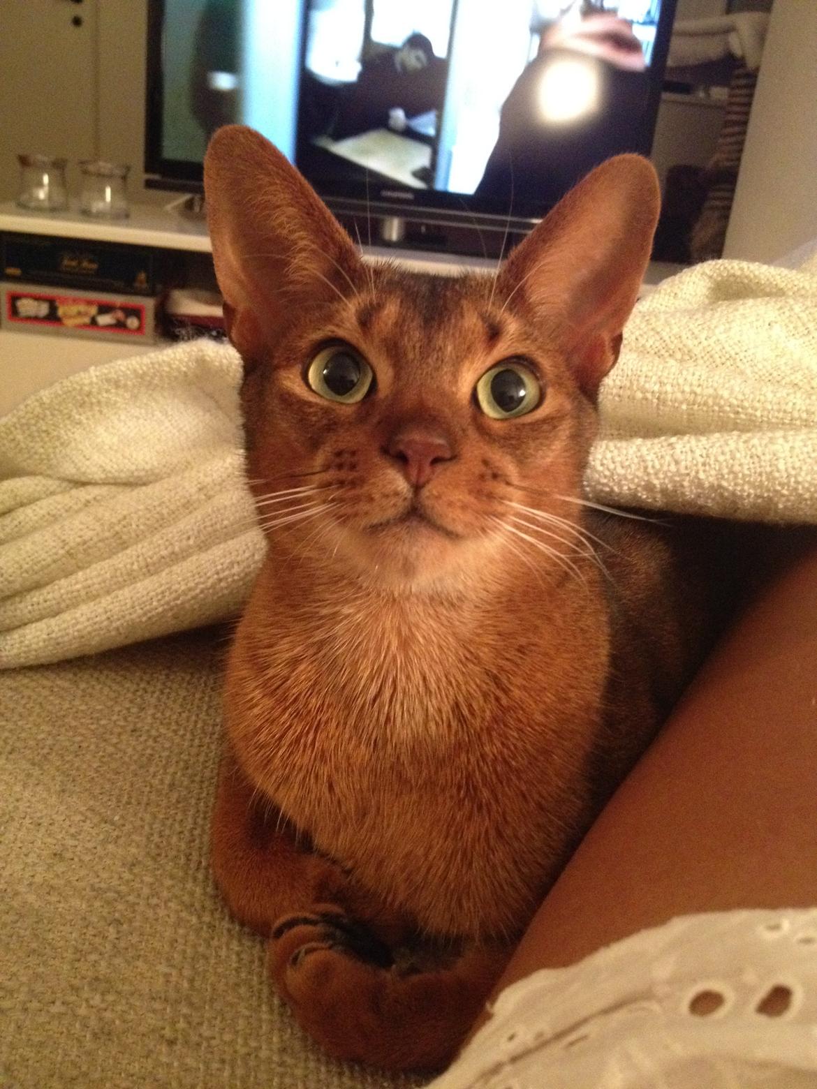 Abyssinier Orpheus billede 5