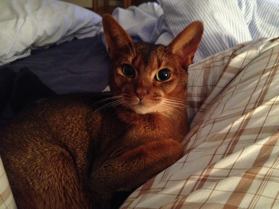 Abyssinier Orpheus billede 7