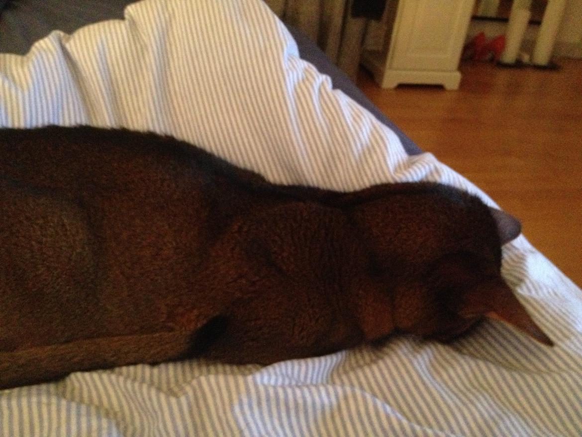 Abyssinier Orpheus billede 4