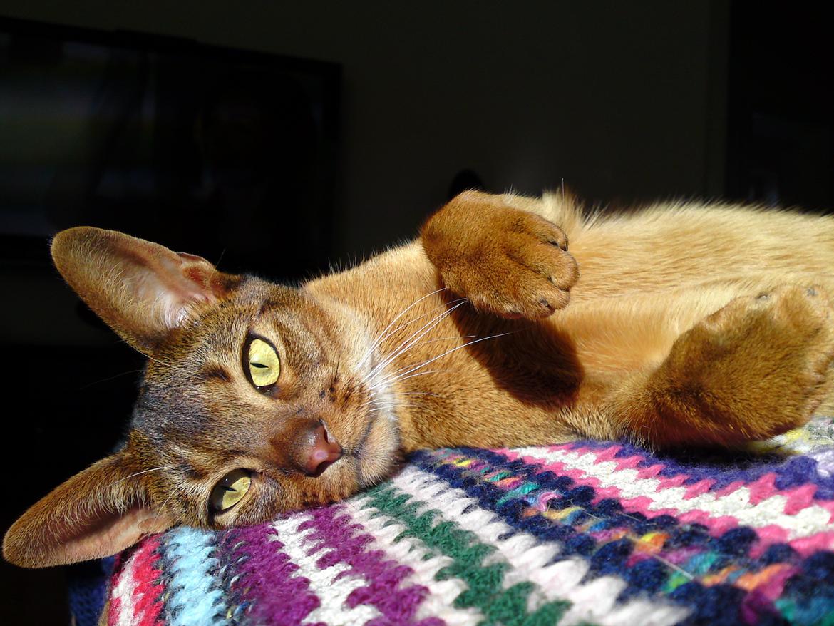 Abyssinier Orpheus billede 20